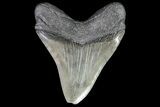 Large, Fossil Megalodon Tooth - South Carolina #74059-2